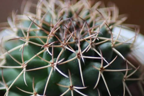 Macro shot of a beautiful cactus with sharp spines against a blurred backgrou Stock Photos