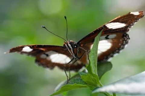 Macro shot of a beautiful dark patterned butterfly on a plant Foto stock