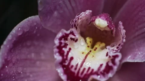 Macro shot of beautiful moist bud of purple orchid flower swings in the rain Stock Footage 194419859
