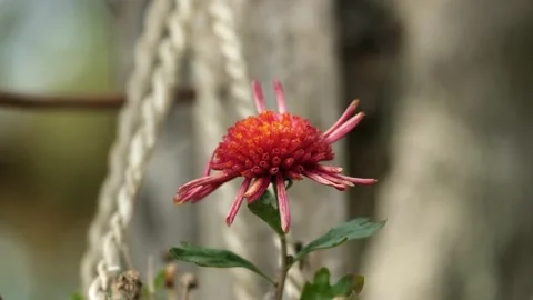Macro shot of a beautiful red flower in spring Video stock 170651113