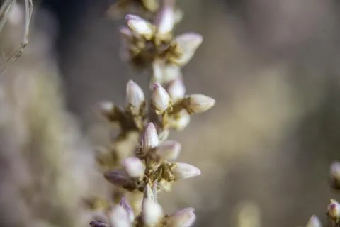 Macro shot of beautiful tiny unopened flowers background Stock Photos