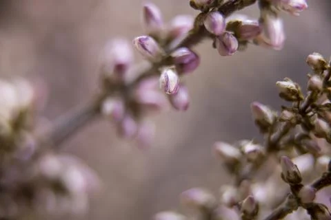 Macro shot of beautiful tiny unopened flowers background Stock Photos