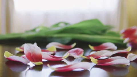 Macro shot of beautiful torn petals of romantic pink tulips falling on a table Stock Footage 126288772