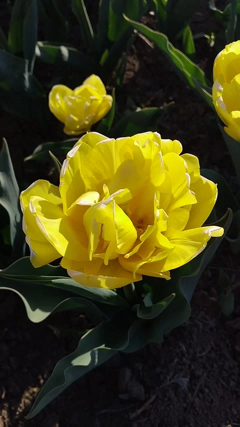 Macro shot of beautiful yellow double tulip flower blooming in spring garden Stock-Footage 333519884