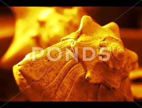Macro shot of beautiful yellow sea shell Stock Photos