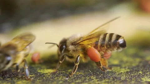 Macro shot of a bee on a apiary, bee with pollen on saddlebags Stock Footage 155590108