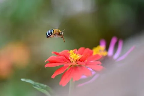 Macro shot of a bee buzzing around a red flower with blurred background Stock Photos