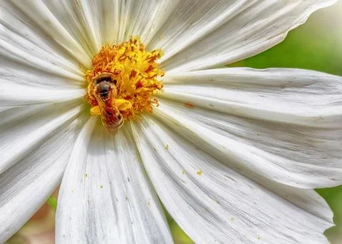 Macro shot of bee collecting nectar from white flower Stock Photos