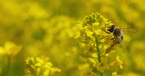 Macro shot of a bee collects pollen and pollinates blooming yellow flower Stock Footage 221269764