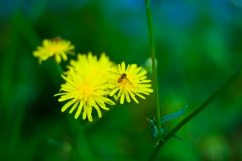 Macro shot of a bee on dandelion Stock Photos