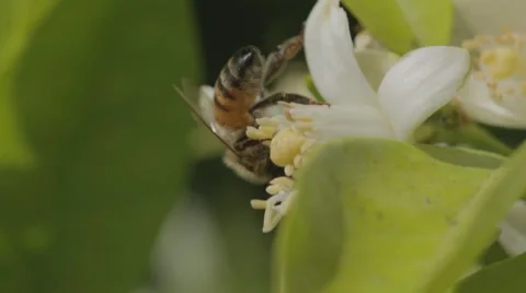 A macro shot of a bee drinking nectar from a citrus flower Stock Footage 43859682