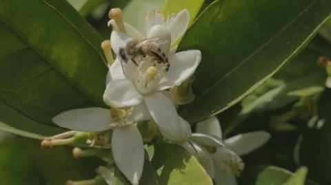 Macro shot of a bee drinking nectar from a citrus tree 스톡 동영상 43859765