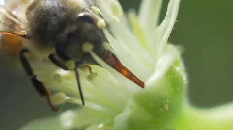 Macro shot of Bee drinking nectar with it's tongue Stock Footage 51170994
