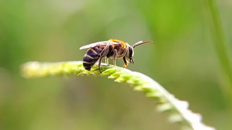 Macro Shot of Bee Drinking Water Droplet on Green Grass in Slow Motion Stock Footage 346847947