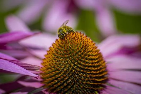 Macro shot of bee feeding on the nectar of a Echinacea purpurea, the eastern  Stock Photos