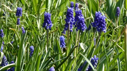 Macro shot of a Bee Fly flying and pollinating blue Muscari flowers Stock Footage 332698958