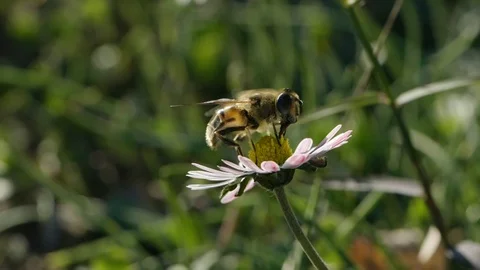 Macro shot of a bee Stock Footage 102885282