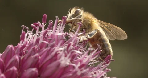 Macro shot of a bee on a garlic flower 스톡 동영상 117545456
