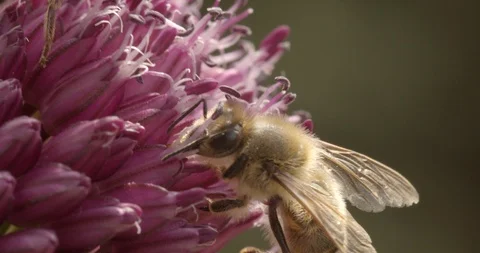 Macro shot of a bee on a garlic flower Stock Footage 117546324
