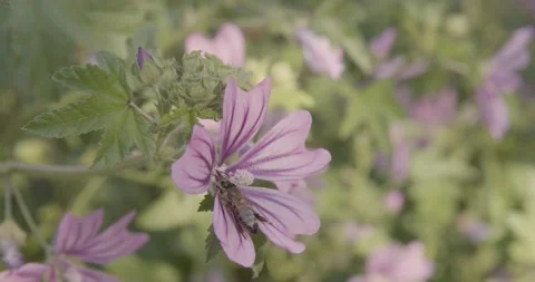 Macro shot of a bee gathering pollen and nectar Video stock 134875436