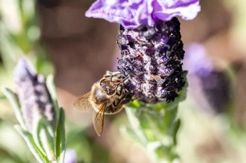 Macro shot of a Bee in a Lavander's flower 2 Foto stock
