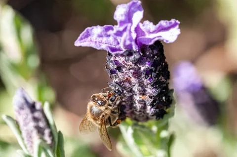Macro shot of a Bee in a Lavander's flower 3 Foto stock