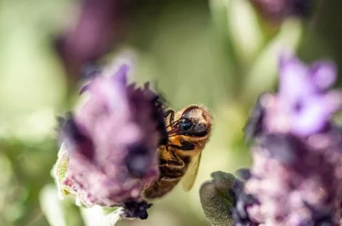 Macro shot of a Bee in a Lavander's flower 5 Foto stock