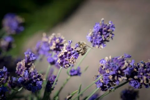 Macro shot of Bee on Lavender Stock Photos