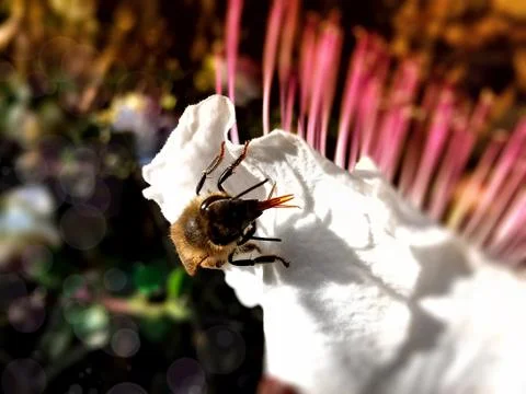Macro shot of a bee Stock Photos