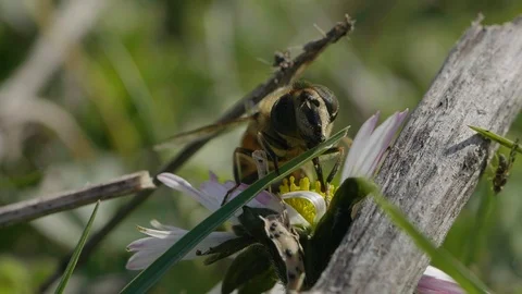 Macro shot of a bee on a plant Stock Footage 102884804