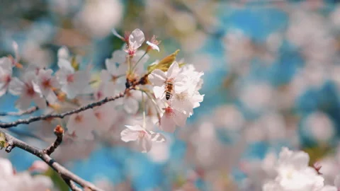 Macro Shot of a Bee Pollinating Cherry Blossoms – Japanese Sakura in Spring Stock Footage 307373858