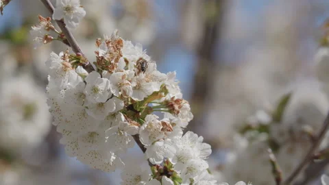 Macro shot of a bee pollinating white cherry blossoms. Vidéo 332010886