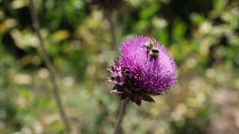 Macro Shot of Bee on Purple Thistle - Shallow DOF Stock Footage 245791478