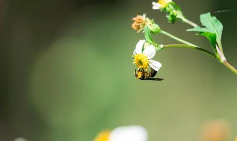 Macro shot of a bee while eating on flower with pollen on body. Green blurry  Stock Photos