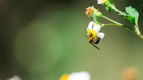 Macro shot of a bee while eating on flower with pollen on body. Green blurry  Stock Photos