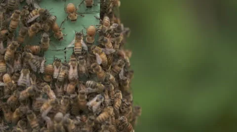 Macro shot of bees on beehive Vídeo Stock 56915421