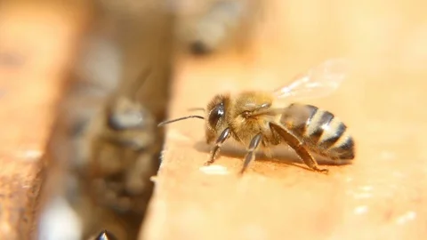 Macro shot of bees crawling in a beehive on a wooden surface in a sunny day 스톡 동영상 76960957