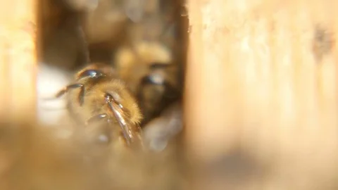 Macro shot of bees crawling inside of a beehive on a wooden surface in a sunny 스톡 동영상 76960993
