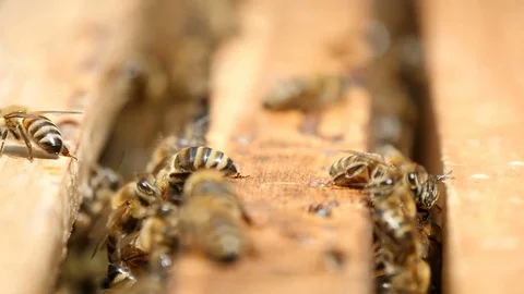 Macro shot of bees crawling inside of a beehive on a wooden surface in summer 스톡 동영상 76961154