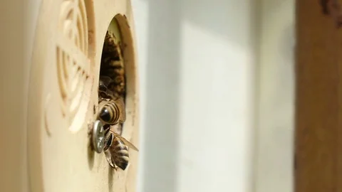 Macro shot of bees crawling inside the hive hole and bringing honey in summer 스톡 동영상 76961344