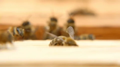 Macro shot of bees creeping inside of a beehive on a wooden surface in a sunny Stock-Footage 76960898