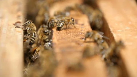 Macro shot of bees doing something inside of a beehive on a wooden surface 스톡 동영상 76961105