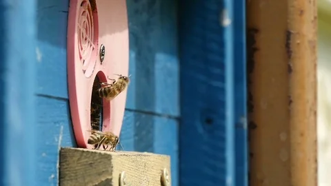 Macro shot of bees entering the hive hole and bringing honey to their honeycombs 스톡 동영상 76961362