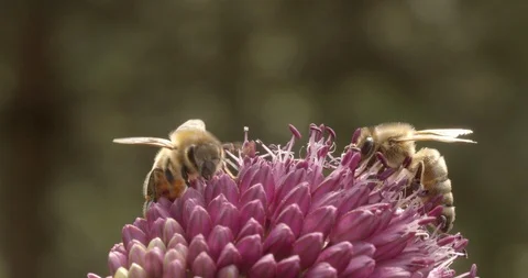 Macro shot of a bees on a garlic flower 스톡 동영상 117545887