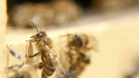 Macro shot of bees hardworking inside of a beehive on a wooden surface in summer 스톡 동영상 76961347