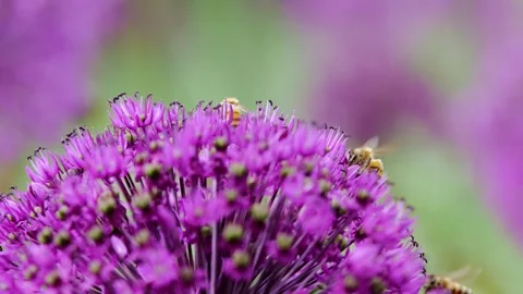 Macro shot of bees hovering and collecting nectar from blooming allium, Close up 動画素材 303960317