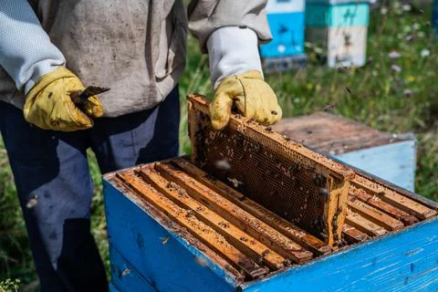 Macro shot of a bees inside honeycombs. The man hands of the beekeeper take out Stock Photos
