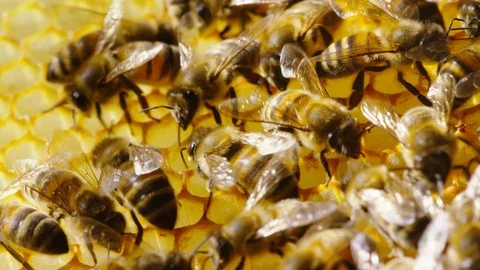 Macro shot of bees moving and working quickly on a honeycomb Vídeo Stock 98431879