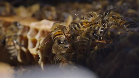 Macro shot of bees preparing their hive for the coming winter Vídeo Stock 98487897
