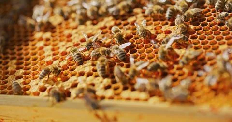 Macro Shot of Bees Producing Honey Stock Photos